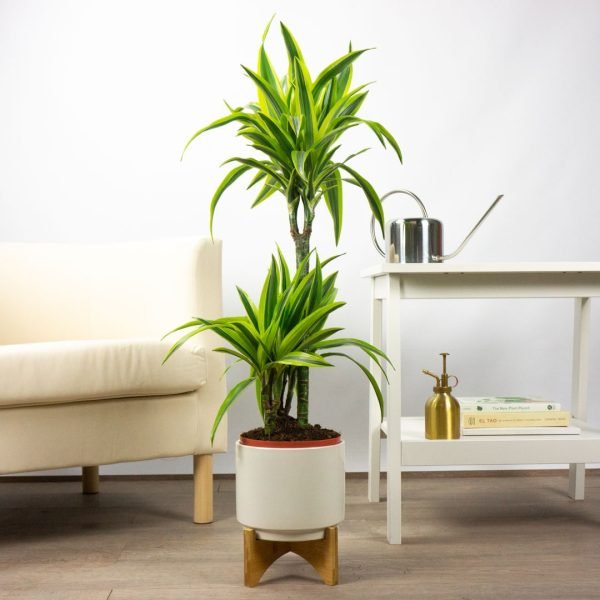 Dracena Lemon Lime